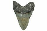 Fossil Megalodon Tooth - North Carolina #349358-2